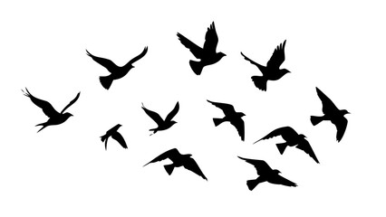 Diverse bird silhouettes in flight and perched flying sitting