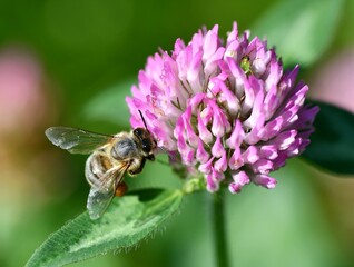 Honey bee on a clover flower