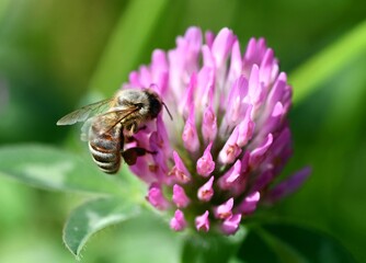 Honey bee on clover macro