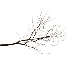 Bare tree branch silhouette against a dark backdrop, evoking mood, seasons, and natural beauty