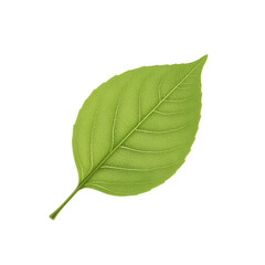 Vibrant green leaf with intricate veins, perfect for nature, health, and wellness themes