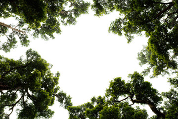 A view looking up through a forest canopy with green leaves and branches, isolated on a transparent background, PNG