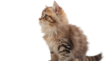 Fluffy kitten profile, looking off to side