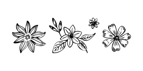 Hand drawn floral elements and leaves flowers botanical