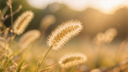 Obraz premium Golden Foxtail Grass Swaying in Warm Sunset Light Tranquil Meadow Scenery