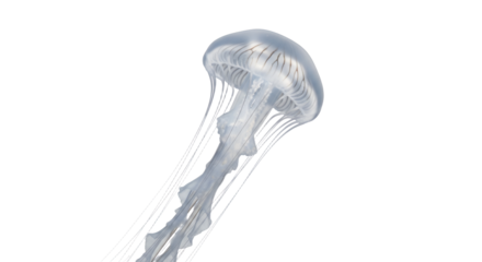 Translucent Jellyfish Isolated on White Background Showcasing its Delicate Structure and Graceful Underwater Movement