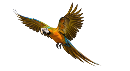 Vibrant macaw soaring with outstretched wings against a pristine backdrop showcasing its stunning plumage and majestic flight 86 characters