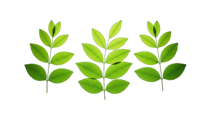 Three leafy twigs backlit on black