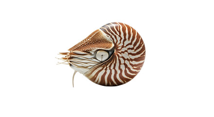 Isolated nautilus shell displaying its intricate spiral structure against a stark white backdrop, revealing its natural beauty and design