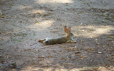 Desert cottontail rabbit feeding on the dirt © Steve Lovegrove