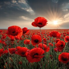 Obraz premium Red poppies field at sunset