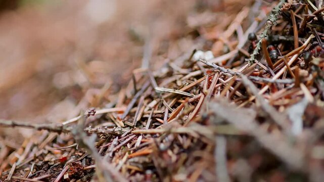 Large anthill is filmed in close-up. High quality 4k footage