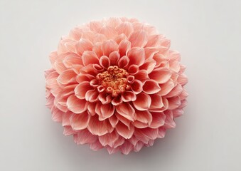 Close-up of a single, vibrant peach-colored dahlia. The flower's many overlapping petals form a round, full bloom, centered on a pale background. Soft light highlights the delicate structure