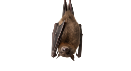 Captivating portrait of a vulnerable bat species gracefully hanging, showcasing the intricate details of its fur and wings against a stark backdrop