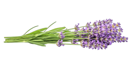 Lavender bunch, bright, on black background