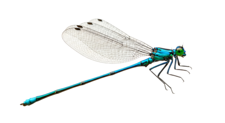 Azure Damsel: A Detailed View of a Teal Damselfly against a White Background. Winged insect with a slender, elongated form
