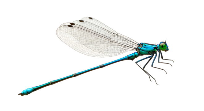 Azure Damsel: A Detailed View of a Teal Damselfly against a White Background. Winged insect with a slender, elongated form