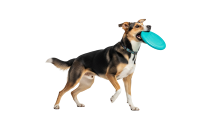 Energetic dog with frisbee against a clean backdrop highlighting a playful moment featuring the bond between pets and their owners