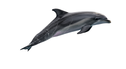 Dynamic bottlenose dolphin breaching, revealing marine acrobatics on a pristine white stage in a splash of exuberant energy and powerful grace