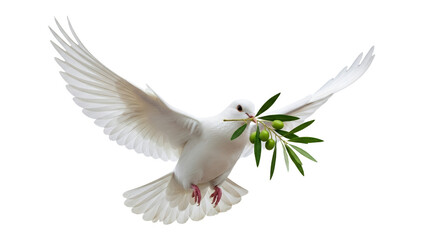 Fototapeta premium Symbol of hope a white dove with an olive branch soars freely against a clean white backdrop radiating peace harmony and the promise of renewal