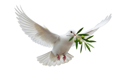 Symbol of hope a white dove with an olive branch soars freely against a clean white backdrop radiating peace harmony and the promise of renewal