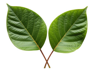 Symmetrical pair of vibrant green leaves with prominent veins, isolated