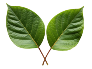 Symmetrical pair of vibrant green leaves with prominent veins, isolated
