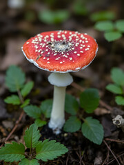 Russula emetica, commonly known as the sickener, emetic russula, or vomiting russula, wild mushroom from Finland