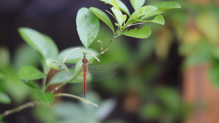 A red dragonfly perches vertically on a plant
