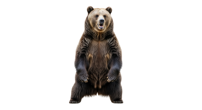 Grizzly bear upright posture expressing alertness and curiosity against an isolated white backdrop capturing a serene and dignified animal portrayal