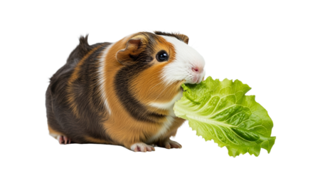 Delightful guinea pig munching on leafy greens against a clean white backdrop displaying vibrant fur and healthy eating habits