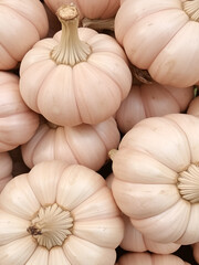 A bulbous vegetable with a pungent flavor and aroma.