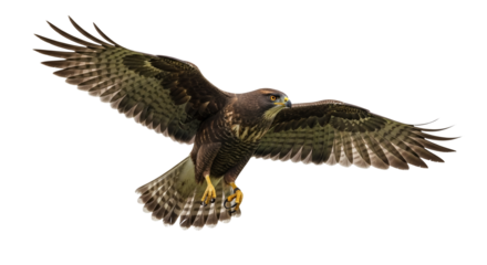 Majestic hawk soars high, showcasing its formidable wingspan against an isolated backdrop of pure white, capturing the essence of freedom