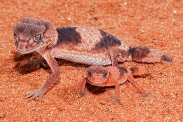 Banded Knob-tailed Gecko