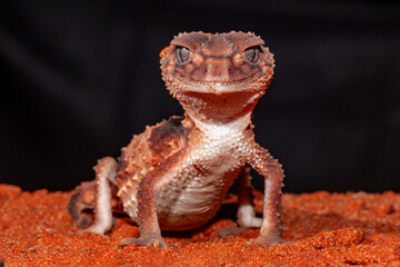 Australian Banded Knob-tailed Gecko