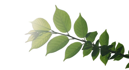 Obraz premium Illuminated branch with bright green leaves against a stark black background