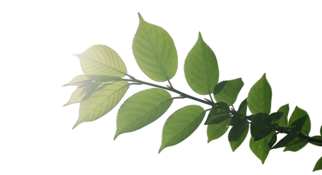 Illuminated branch with bright green leaves against a stark black background