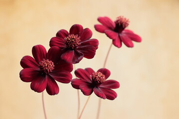 チョコレートコスモス