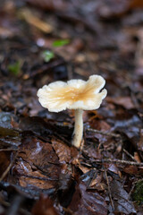 Waldfreundrübling (collybia dryophila)