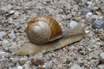 Weinbergschnecke