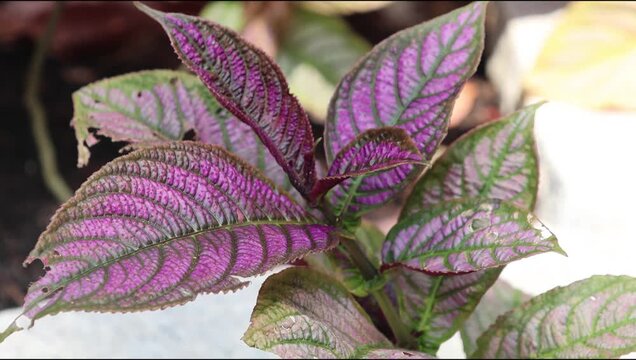 Persian shield plant. It  is a striking ornamental shrub that grows up to 1.2 m tall. It has variegated purple-green leaves