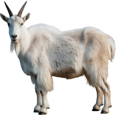 A majestic white mountain goat with impressive horns stands proudly on a transparent background, showcasing its thick fur and alert gaze