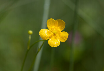 Butterblume, Hahnenfuß (Ranunculus)