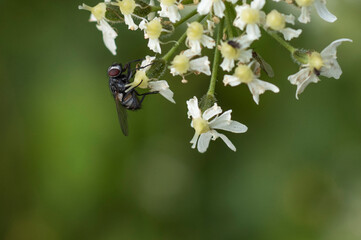 Schaumblüte (Tiarella) mit Fliege