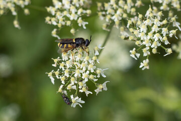 Schaumblüte (Tiarella) mit Fliege