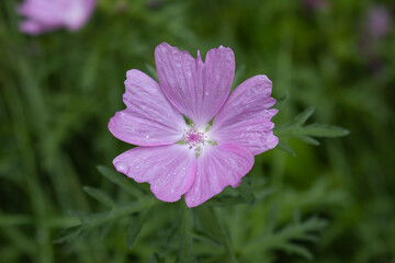 Moschus-Malve (Malva moschata)