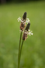 Spitzwegerich (Plantago lanceolata)