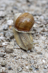Weinbergschnecke