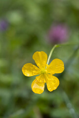 Butterblume, Hahnenfuß (Ranunculus)