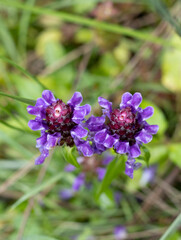 Kleine Braunelle (Prunella vulgaris)